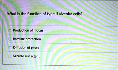 what is the function of type ii alveolar cells production of mucus ...