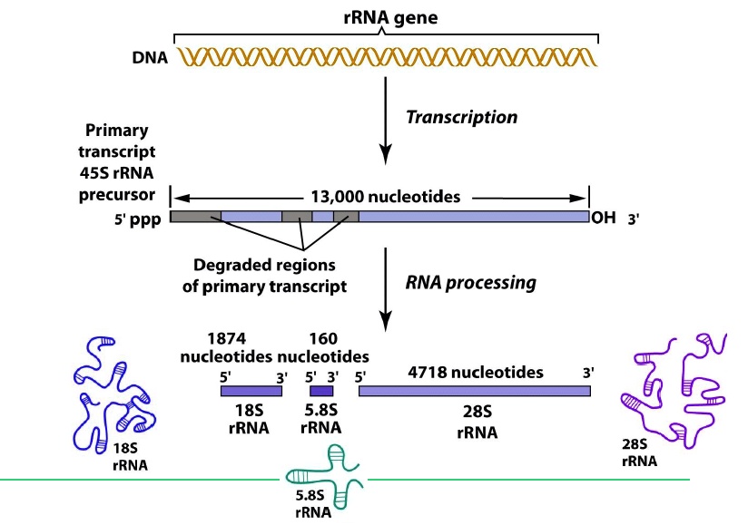 SOLVED: rRNA gene DNA Transcription Primary transcript 45S rRNA ...