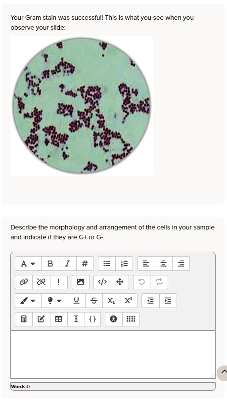 Your Gram stain was successful! This is what you see when you observe ...