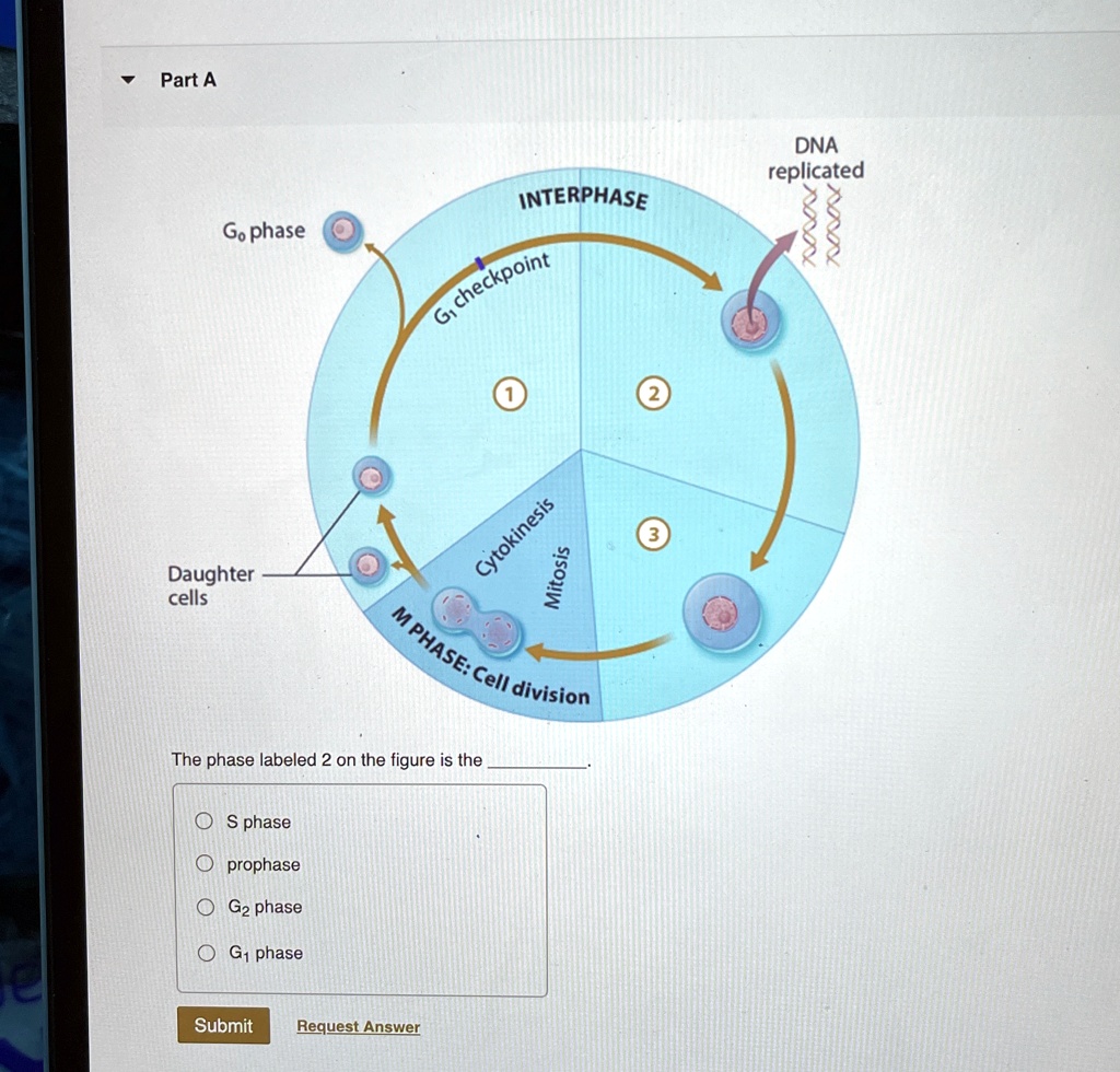 Part A
Go phase
INTERPHASE
G? checkpoint
(1
2
Daughter
cells
Cytokinesis
Mitosis
M PHASE: Cell division
3
The phase labeled 2 on the figure is the
S phase
prophase
G? phase
G? phase
Submit
Request Answer
DNA
replicated
xxx
xxx