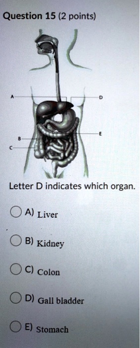 Question 15 (2 points)
Letter D indicates which organ.
A) Liver
B) Kidney
C) Colon
D) Gall bladder
E) Stomach
