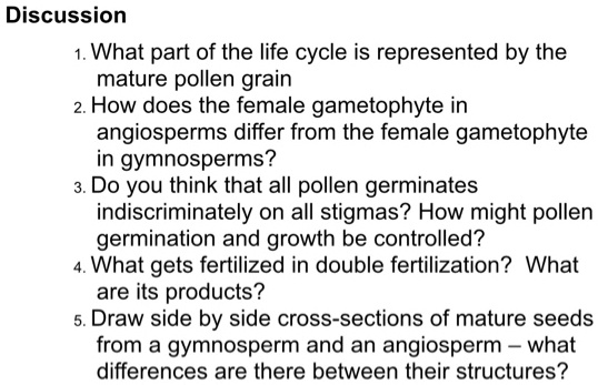 in gymnosperms pollen grains form in