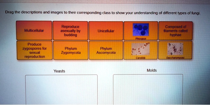 SOLVED: Drag The Descriptions And Images To Their Corresponding Class ...