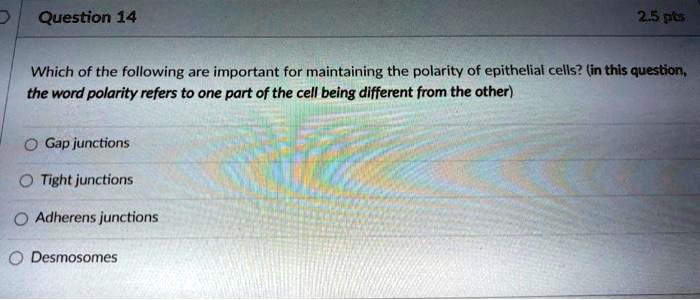 Which of the following are important for maintaining the polarity of epithelial cells? (in this question, the word polarity refers to one part of the cell being different from the other)
Gap junctions
Tight junctions
Adherens junctions
Desmosomes