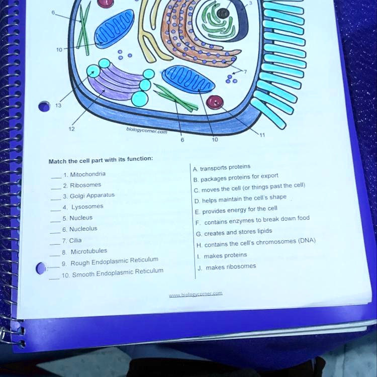 solved-can-someone-please-help-onitn-match-the-cell-part-with-its