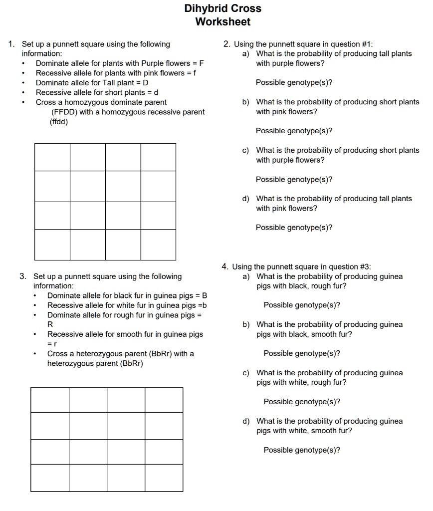 SOLVED Dihybrid Cross Worksheet Set Up A Punnett Square Using The