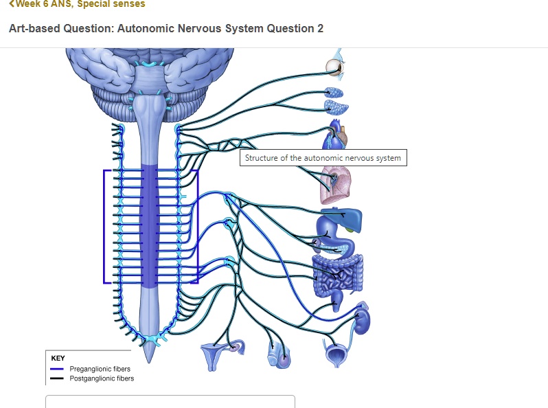 SOLVED (wveek 6 ANS; special senses Artbased Question Autonomic