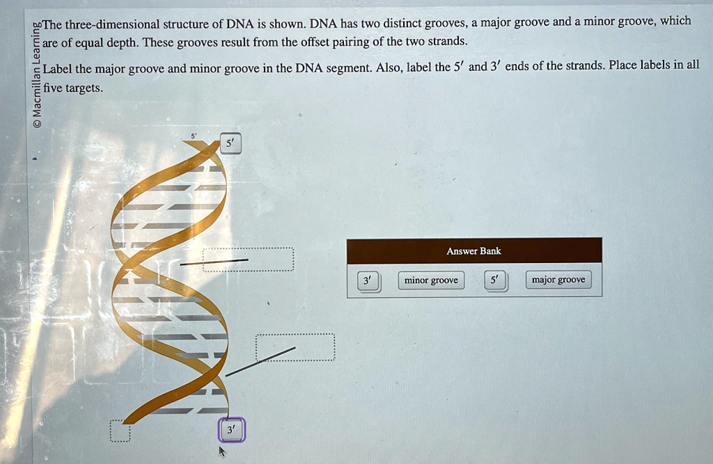 the three dimensional structure of dna is shown dna has two distinct ...