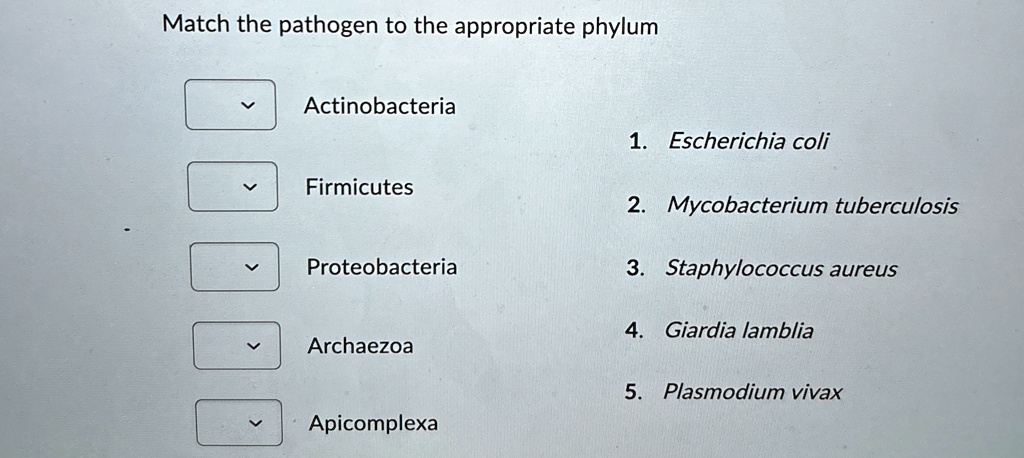 match the pathogen to the appropriate phylum actinobacteria firmicutes ...