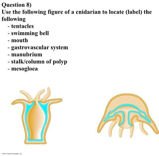 SOLVED:Question 8) Use the following figure of a cnidarian to locate ...