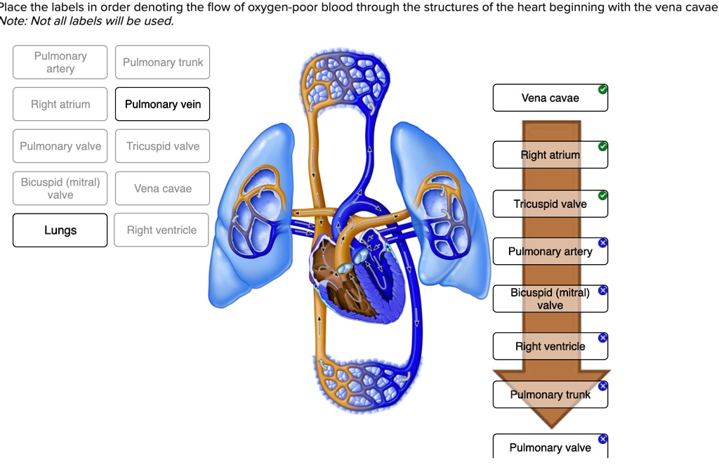 SOLVED: Place The Labels In Order Denoting The Flow Of Oxygen-poor ...