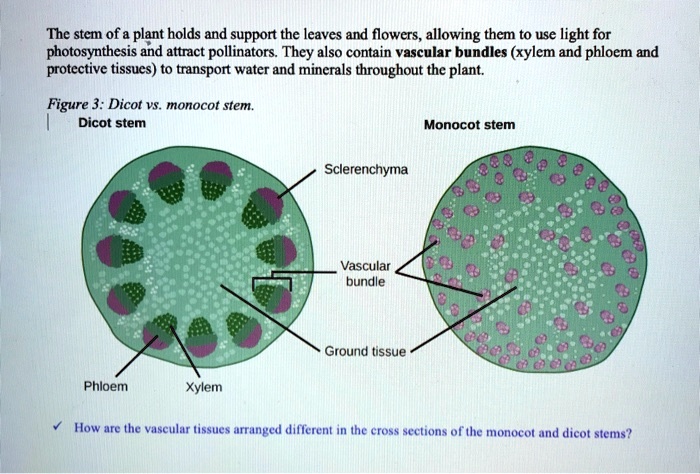 What is the difference between a dicot stem and a monocot root, visually? -  Quora