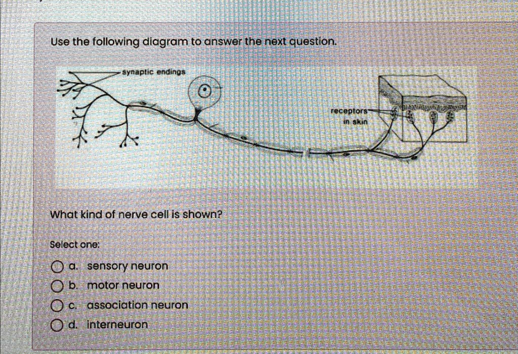 Use the following diagram to answer the next question. synaptic endings ...