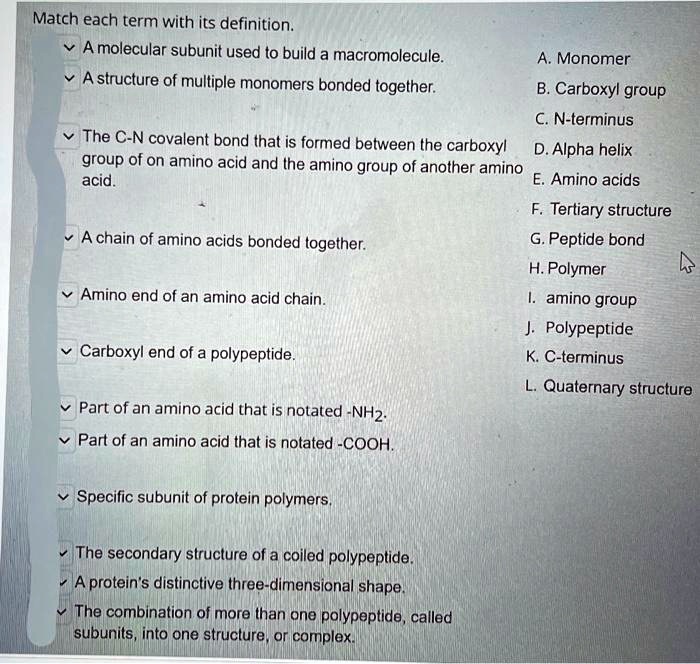 Match each term with its definition.

A molecular subunit used to build a macromolecule. 
A structure of multiple monomers bonded together.
The C-N covalent bond that is formed between the carboxyl group of on amino acid and the amino group of another amino acid.
A chain of amino acids bonded together.
Amino end of an amino acid chain.
Carboxyl end of a polypeptide.
Part of an amino acid that is notated -NH2.
Part of an amino acid that is notated -COOH.
Specific subunit of protein polymers.
The secondary structure of a coiled polypeptide.
A protein's distinctive three-dimensional shape.
The combination of more than one polypeptide, called subunits, into one structure, or complex.

A. Monomer
B. Carboxyl group
C. N-terminus
D. Alpha helix
E. Amino acids
F. Tertiary structure
G. Peptide bond
H. Polymer
I. amino group
J. Polypeptide
K. C-terminus
L. Quaternary structure