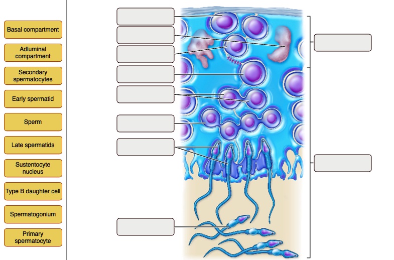 SOLVED: Basal compartment Adluminal compartment Secondary spermatocytes ...