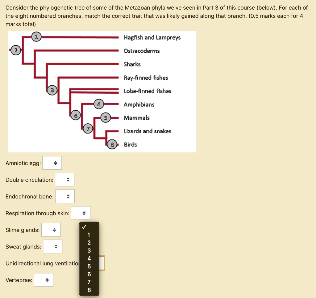 consider the phylogenetic tree of some of the metazoan phyla weve seen ...