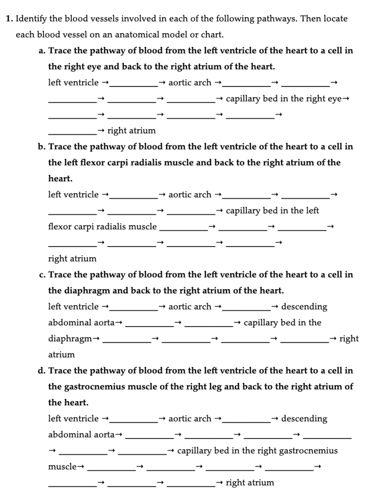 1. Identify the blood vessels involved in each of the following pathways. Then locate
each blood vessel on an anatomical model or chart.
a. Trace the pathway of blood from the left ventricle of the heart to a cell in
the right eye and back to the right atrium of the heart.
left ventricle ?  ? aortic arch ?  ?  ?
 ?  ?  ? capillary bed in the right eye?
 ?  ?  ?  ?
 ? right atrium
b. Trace the pathway of blood from the left ventricle of the heart to a cell in
the left flexor carpi radialis muscle and back to the right atrium of the
heart.
left ventricle ?  ? aortic arch ?  ?  ?
 ?  ?  ? capillary bed in the left
flexor carpi radialis muscle  ?  ?  ?
 ?  ?  ?  ?
right atrium
c. Trace the pathway of blood from the left ventricle of the heart to a cell in
the diaphragm and back to the right atrium of the heart.
left ventricle ?  ? aortic arch ?  ? descending
abdominal aorta?  ?  ? capillary bed in the
diaphragm?  ?  ?  ?  ? right
atrium
d. Trace the pathway of blood from the left ventricle of the heart to a cell in
the gastrocnemius muscle of the right leg and back to the right atrium of
the heart.
left ventricle ?  ? aortic arch ?  ? descending
abdominal aorta?  ?  ? 
?  ?  ? capillary bed in the right gastrocnemius
muscle?  ?  ?  ?
 ?  ?  ? right atrium