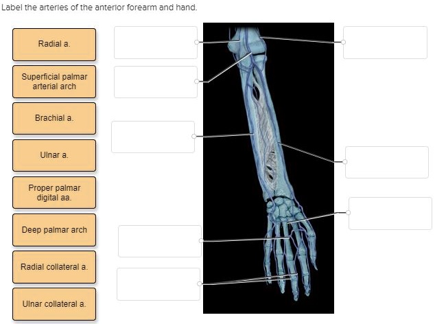 SOLVED: Label the arteries of the anterior forearm and hand Radial ...