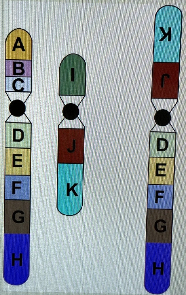 SOLVED: In The Illustration Below, The Two Chromosomes On The Left ...