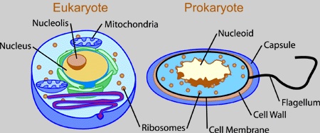 Solved: Eukaryote Nucleolis Mitochondria Prokaryote Nucleoid Capsule 