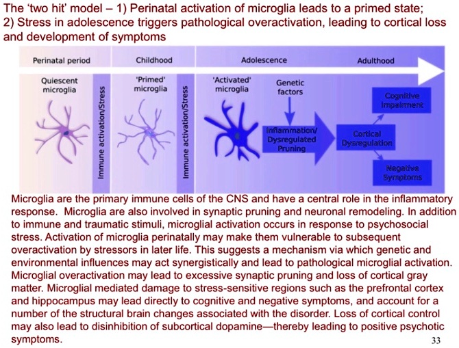 [GET ANSWER] The 'two hit' model - 1) Perinatal activation of microglia ...
