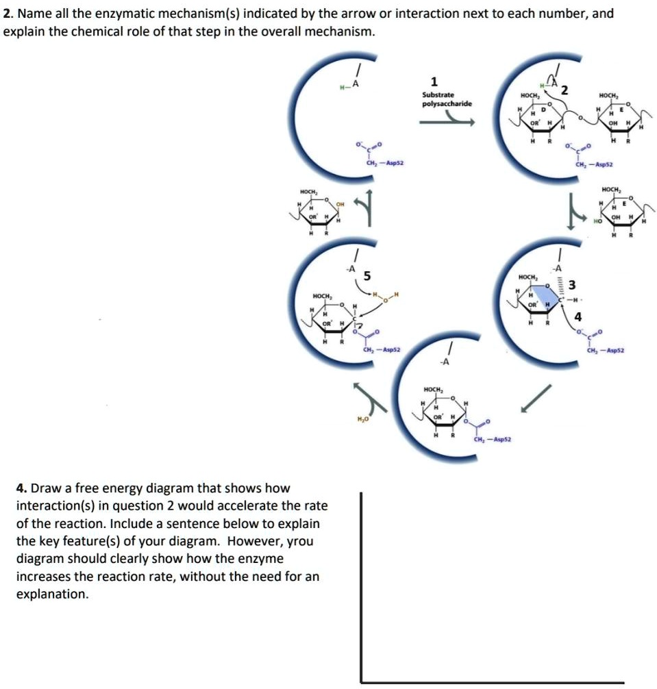 2 name all the enzymatic mechanisms indicated by the arrow or ...