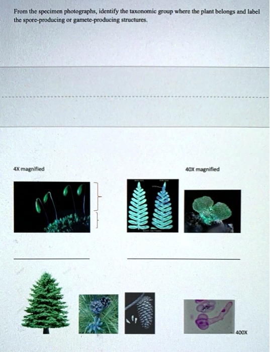 SOLVED From the specimen photographs, identify the taxonomic group