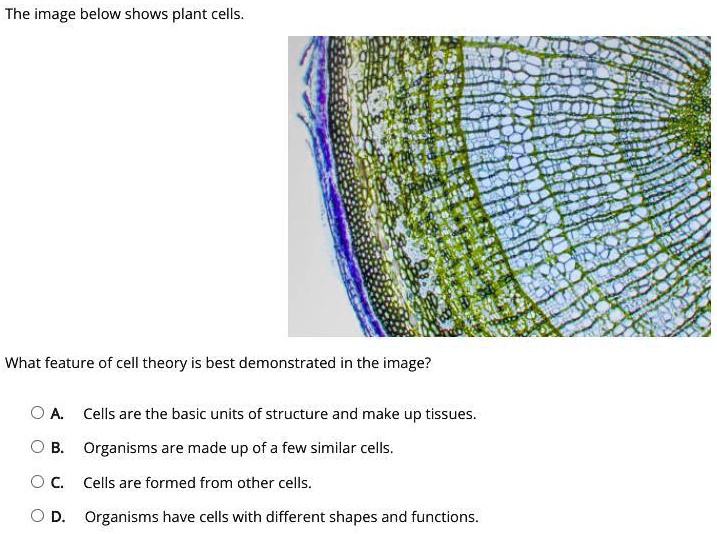 SOLVED 'What feature of cell theory is best demonstrated in the image