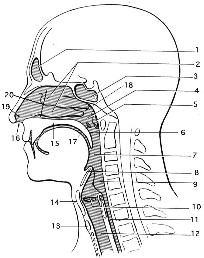 SOLVED: Questions 11 â€“ 18 are matching questions involving drawing A ...