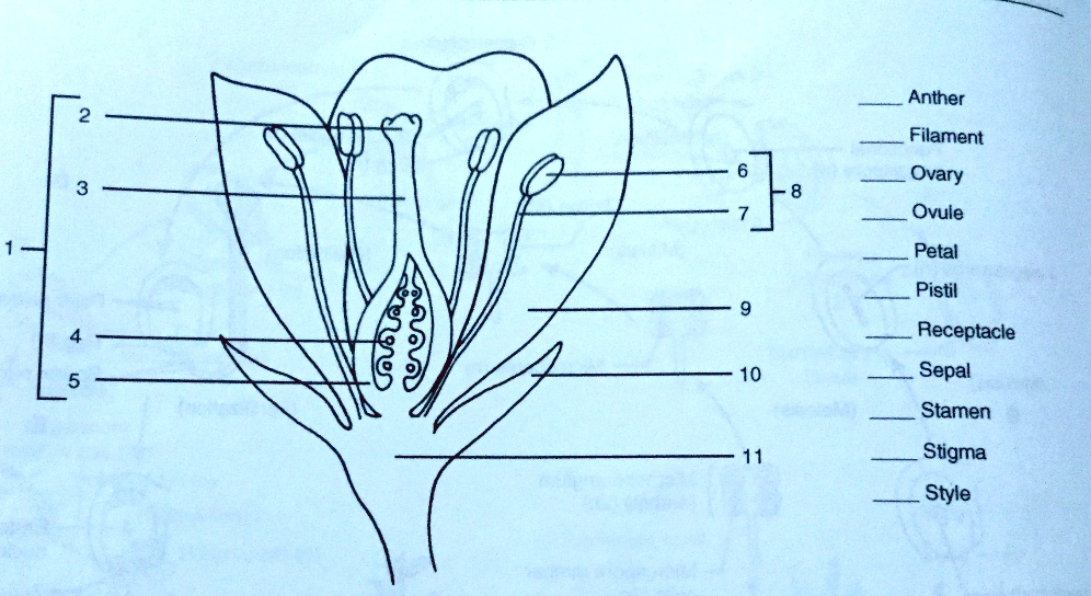 SOLVED: Anther Filament Ovary Ovule Petal Pistil Receptacle Sepal ...