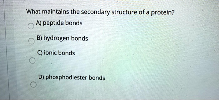 What maintains the secondary structure of a protein?
A) peptide bonds
B) hydrogen bonds
C) ionic bonds
D) phosphodiester bonds