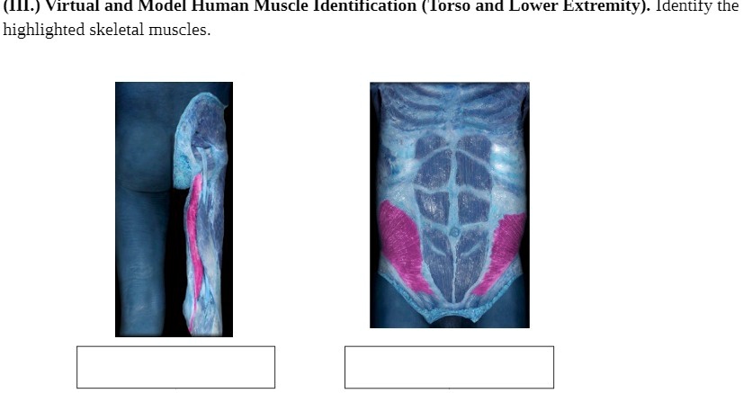 SOLVED: (III:) Virtual and Model Human Muscle Identification (Torso and ...