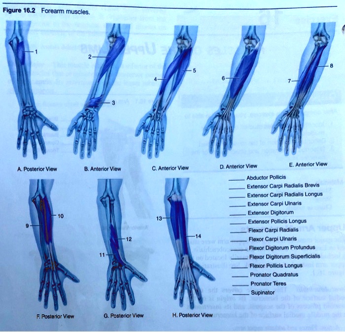 SOLVED: Figure 16.2: Forearm Muscles A. Posterior View B. Anterior View ...