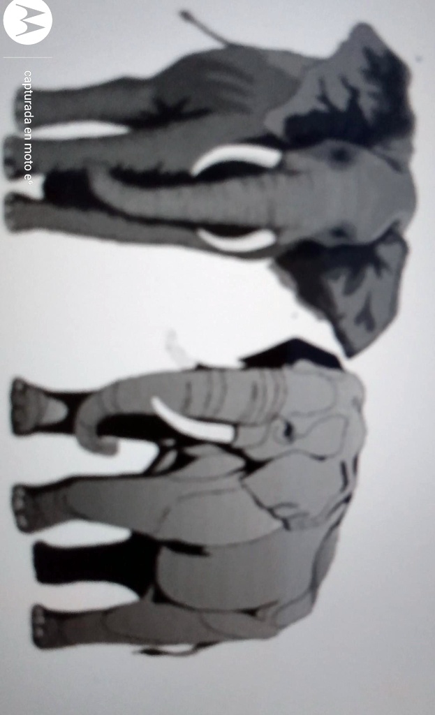 solved-a-tale-of-two-elephants-1-what-organisms-are-shown-2-do-they