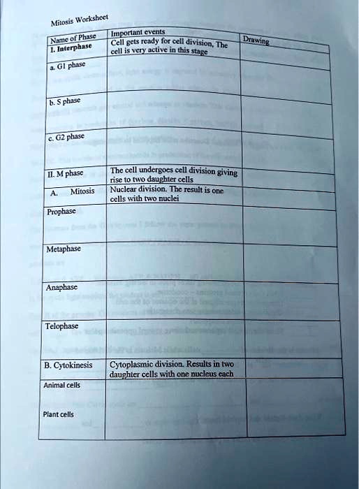 Mitosis Worksheet Name of Phase 1. Interphase a. G1 phase b. S phase c ...