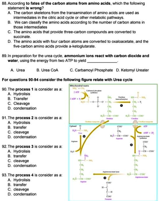 88. According to fates of the carbon atoms from amino acids, which the following statement is wrong?
A. The carbon skeletons from the transamination of amino acids are used as intermediates in the citric acid cycle or other metabolic pathways.
B. We can classify the amino acids according to the number of carbon atoms in those intermediates
C. The amino acids that provide three-carbon compounds are converted to succinate.
D. The amino acids with four carbon atoms are converted to oxaloacetate, and the five-carbon amino acids provide a-ketoglutarate.

89. In preparation for the urea cycle, ammonium ions react with carbon dioxide and water, using the energy from two ATP to yield 

A. Urea B. Urea CoA C. Carbamoyl Phosphate D. Ketomyl Ureater

For questions 90-94 consider the following figure relate with Urea cycle

90. The process 1 is consider as a:
A. Hydrolisis
B. Transfer
C. Cleavage
D. condensation

91. The process 2 is consider as a:
A. Hydrolisis
B. transfer
C. cleavege
D. condensation

92. The process 3 is consider as a:
A. Hydrolisis
B. transfer
C. cleavege
D. condensation

93. The process 4 is consider as a:
A. Hydrolisis
B. transfer
C. cleavege
D. condensation