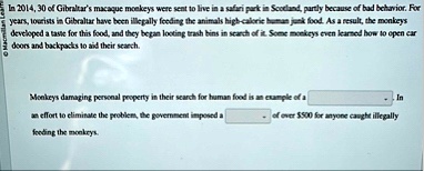 in 2014 30 of gibraltars macaque monkeys were sent to live in a safari park in scotland partly because of bad behavior for years tourists in gibraltar have been illegally feeding the animals 89588