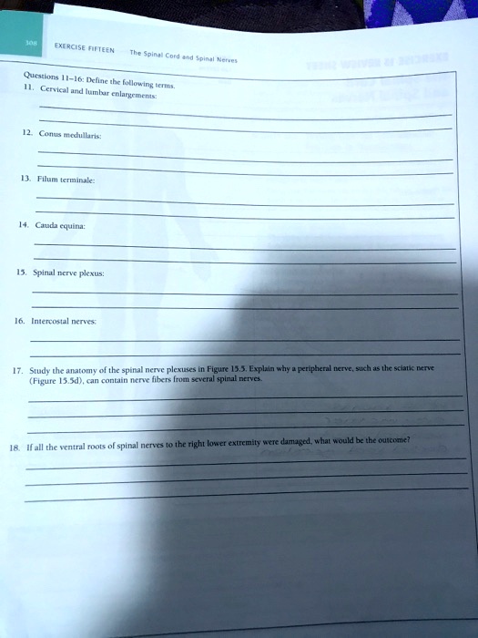 EXERCISE FIFTEEN The Spinal Cord and Spinal Nerves
Questions 11-16: Define the following terms.
11. Cervical and lumbar enlargements:
12. Conus medullaris:
13. Filum terminale:
14. Cauda equina:
15. Spinal nerve plexus:
16. Intercostal nerves:
17. Study the anatomy of the spinal nerve plexuses in Figure 15.5. Explain why a peripheral nerve, such as the sciatic nerve
(Figure 15.5d), can contain nerve fibers from several spinal nerves.
18. If all the ventral roots of spinal nerves to the right lower extremity were damaged, what would be the outcome?