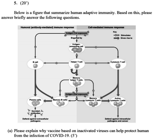 Below is a figure that summarize human adaptive immunity. Based on this, please
answer briefly answer the following questions.

Humoral (antibody-mediated) immune response Cell-mediated immune response
Key
Antigen (1st exposure)
Stimulates
Gives rise to
Engulfed by
Antigen-
presenting cell
B cell
Helper T cell
Cytotoxic T cell
Memory
helper T cells
Antigen (2nd exposure)
Plasma cells
Memory B cells
Memory
cytotoxic T cells
Active
cytotoxic T cells
Secreted
antibodies
Defend against extracellular
pathogens
Defend against intracellular
pathogens and cancer

(a) Please explain why vaccine based on inactivated viruses can help protect human
from the infection of COVID-19. (5')