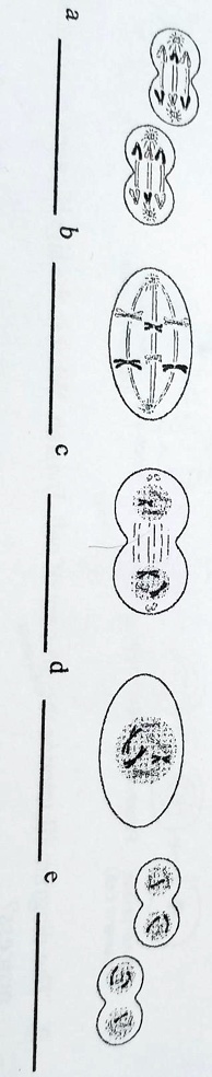 SOLVED: 'Name the steps of meiosis shown in the diagrams below.