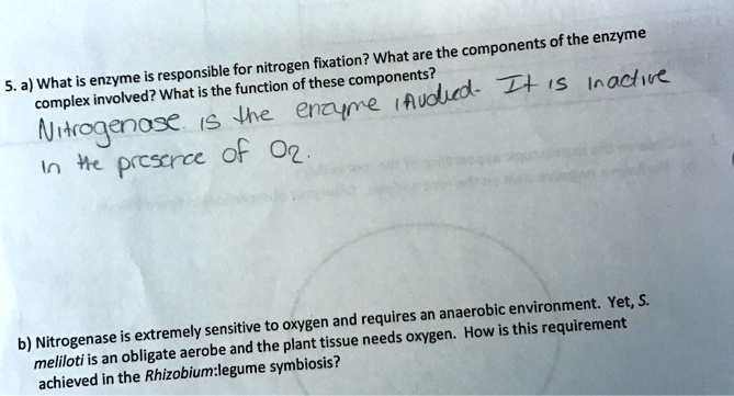 5. a) What is enzyme is responsible for nitrogen fixation? What are the components of the enzyme complex involved? What is the function of these components?
Nitrogenase is the enzyme involved. It is inactive in the presence of O2.

b) Nitrogenase is extremely sensitive to oxygen and requires an anaerobic environment. Yet, S. meliloti is an obligate aerobe and the plant tissue needs oxygen. How is this requirement achieved in the Rhizobium:legume symbiosis?