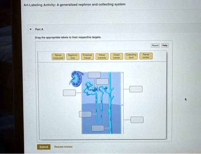 SOLVED Art Labeling Activity A Generalized Nephron And Collecting   Aec03e72e4d9426b817229a91021abed 