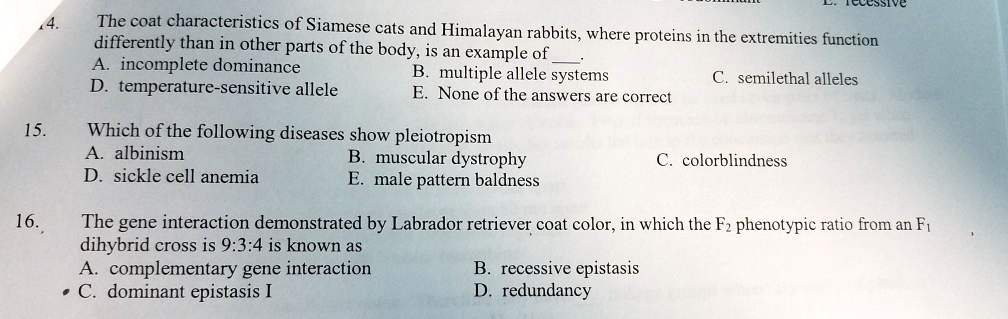 14. The coat characteristics of Siamese cats and Himalayan rabbits, where proteins in the extremities function differently than in other parts of the body, is an example of .
A. incomplete dominance
B. multiple allele systems
C. semilethal alleles
D. temperature-sensitive allele
E. None of the answers are correct

15. Which of the following diseases show pleiotropism
A. albinism
B. muscular dystrophy
C. colorblindness
D. sickle cell anemia
E. male pattern baldness

16. The gene interaction demonstrated by Labrador retriever coat color, in which the F2 phenotypic ratio from an F1 dihybrid cross is 9:3:4 is known as
A. complementary gene interaction
B. recessive epistasis
C. dominant epistasis I
D. redundancy