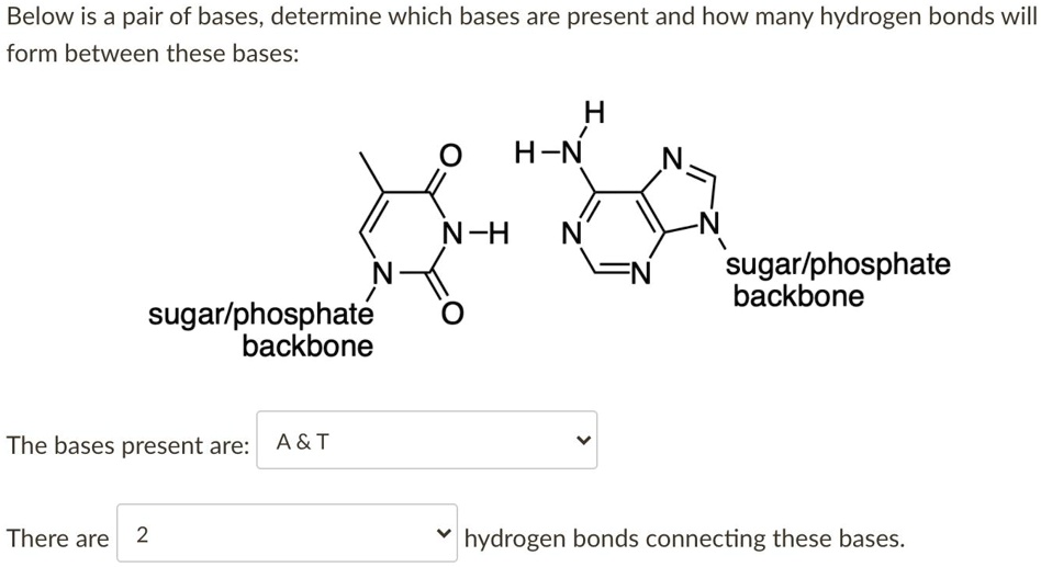 SOLVED Below is a pair of bases, determine which bases are present and