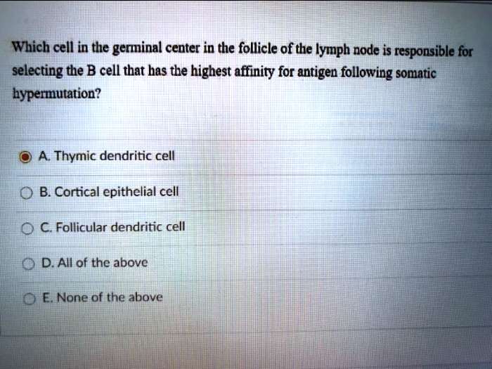 Which cell in the germinal center in the follicle of the lymph node is responsible for selecting the B cell that has the highest affinity for antigen following somatic hypermutation?

A. Thymic dendritic cell
B. Cortical epithelial cell
C. Follicular dendritic cell
D. All of the above
E. None of the above