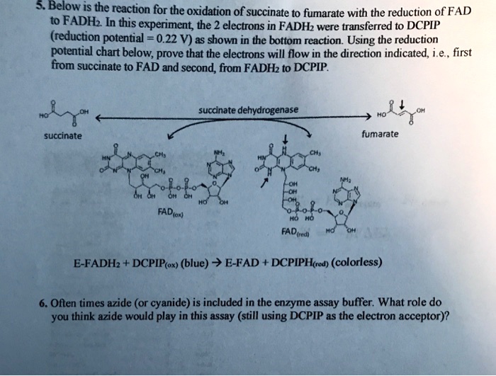 Below is the reaction for the oxidation of succinate to fumarate with ...