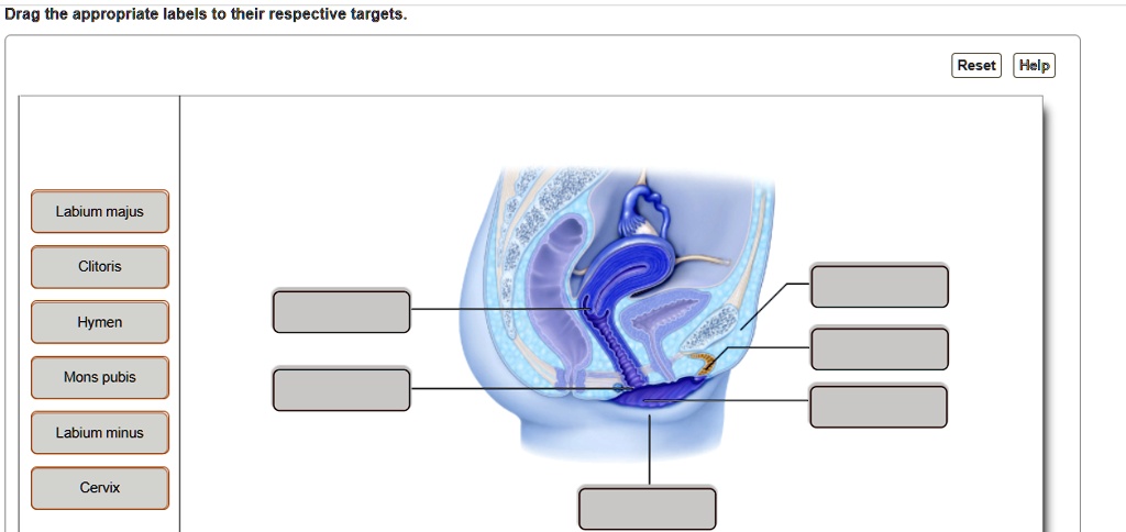 SOLVED: Drag the appropriate labels to their respective targets. Drag