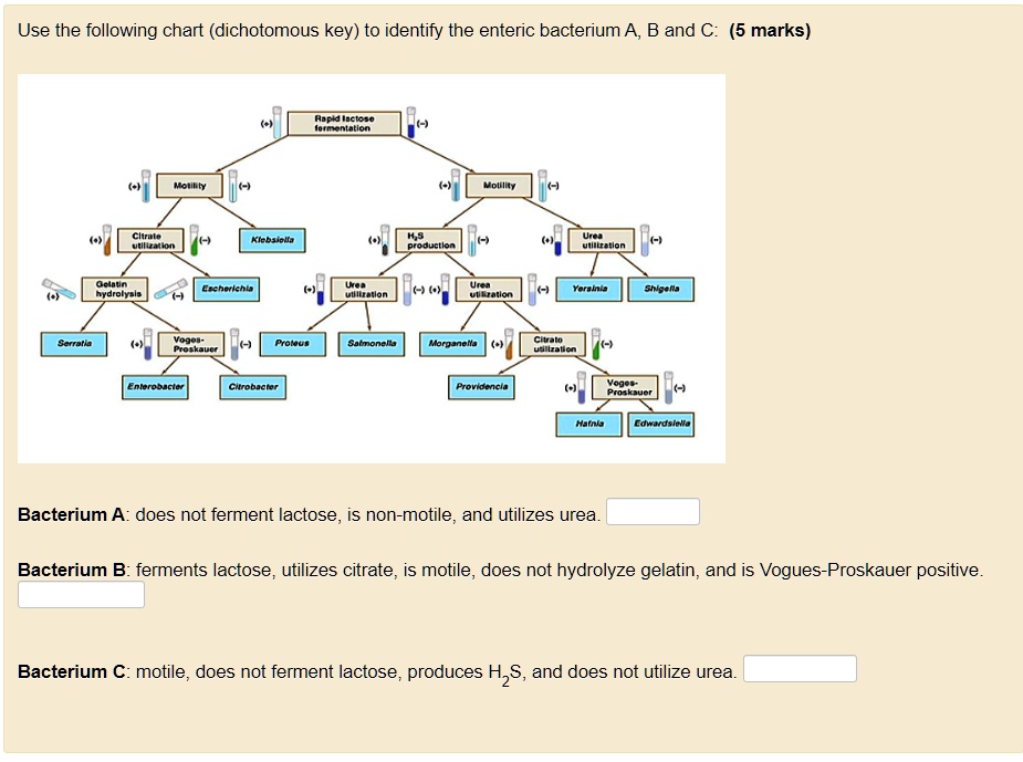 VIDEO solution: Use the following chart (dichotomous key) to identify ...