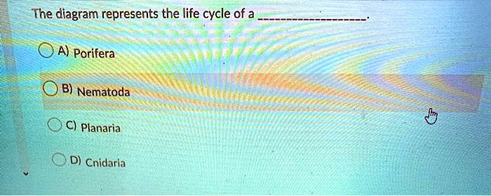 SOLVED: The diagram represents the life cycle of a A) Porifera B ...