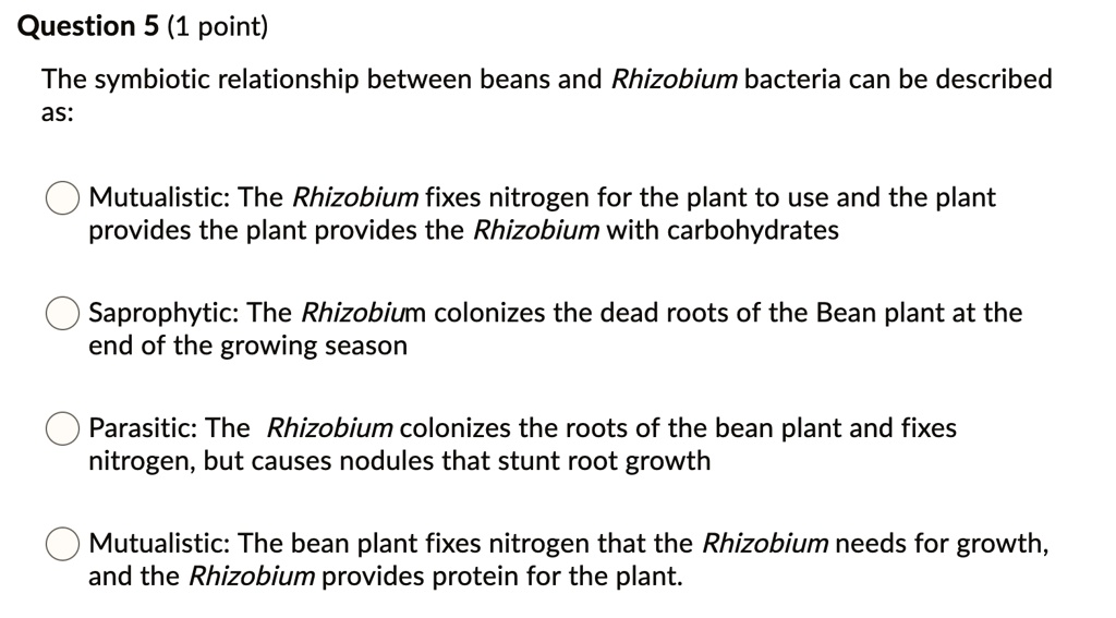The symbiotic relationship between beans and Rhizobium bacteria can be described as:

Mutualistic: The Rhizobium fixes nitrogen for the plant to use and the plant provides the plant provides the Rhizobium with carbohydrates

Saprophytic: The Rhizobium colonizes the dead roots of the Bean plant at the end of the growing season

Parasitic: The Rhizobium colonizes the roots of the bean plant and fixes nitrogen, but causes nodules that stunt root growth

Mutualistic: The bean plant fixes nitrogen that the Rhizobium needs for growth, and the Rhizobium provides protein for the plant.